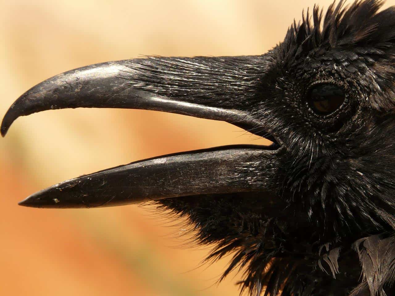 Closeup of a crow talking.