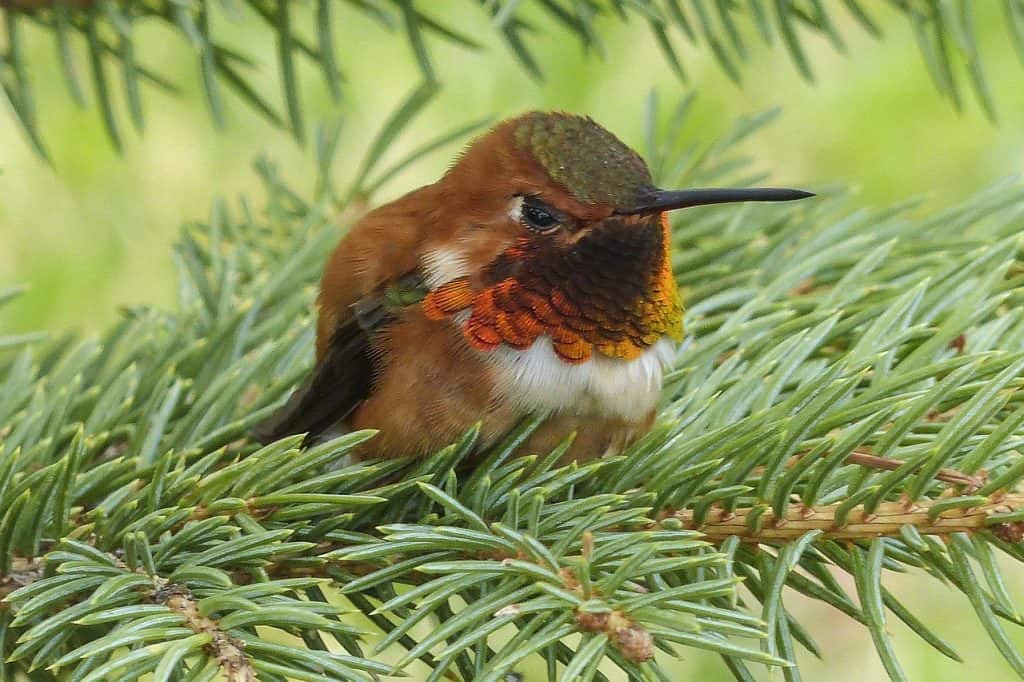 Allen's hummingbird perched on a pine tree branch