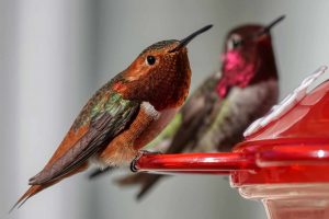 Insider Tips to Attract Hummingbirds to Your Feeder