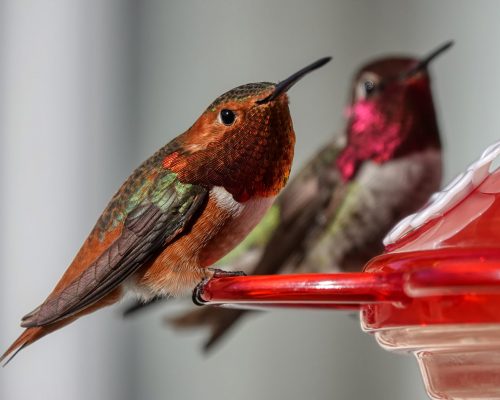 Insider Tips to Attract Hummingbirds to Your Feeder & Keep Them Coming Back Year After Year