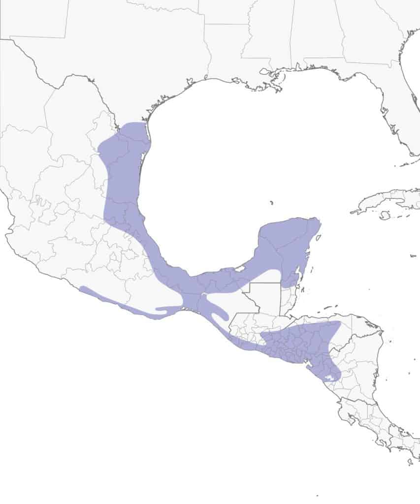 Altamira oriole range map.