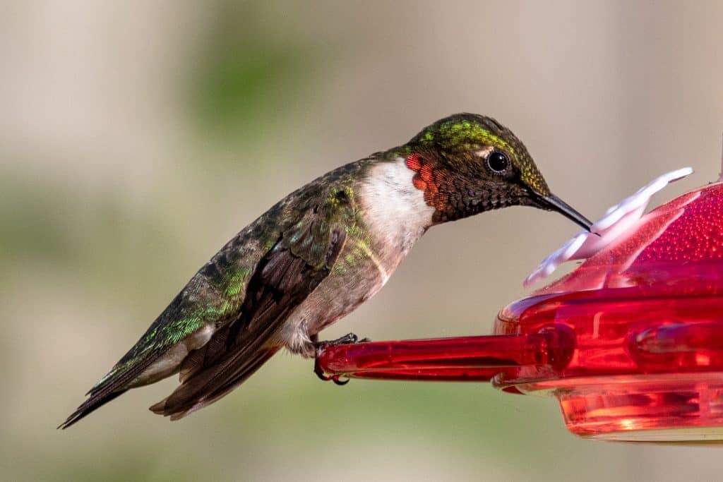 how to attract hummingbirds to your feeder