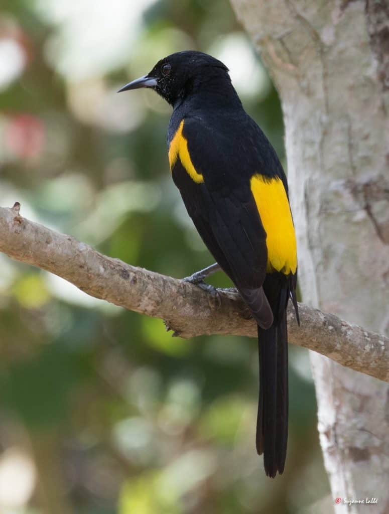 Black-vented oriole on a tree branch