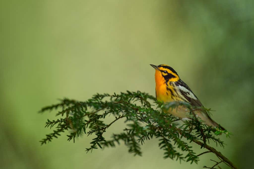 Blackburnian warbler perched on a branch