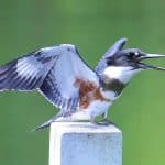 blue birds in oregon represented by the belted kingfisher photo by Jas