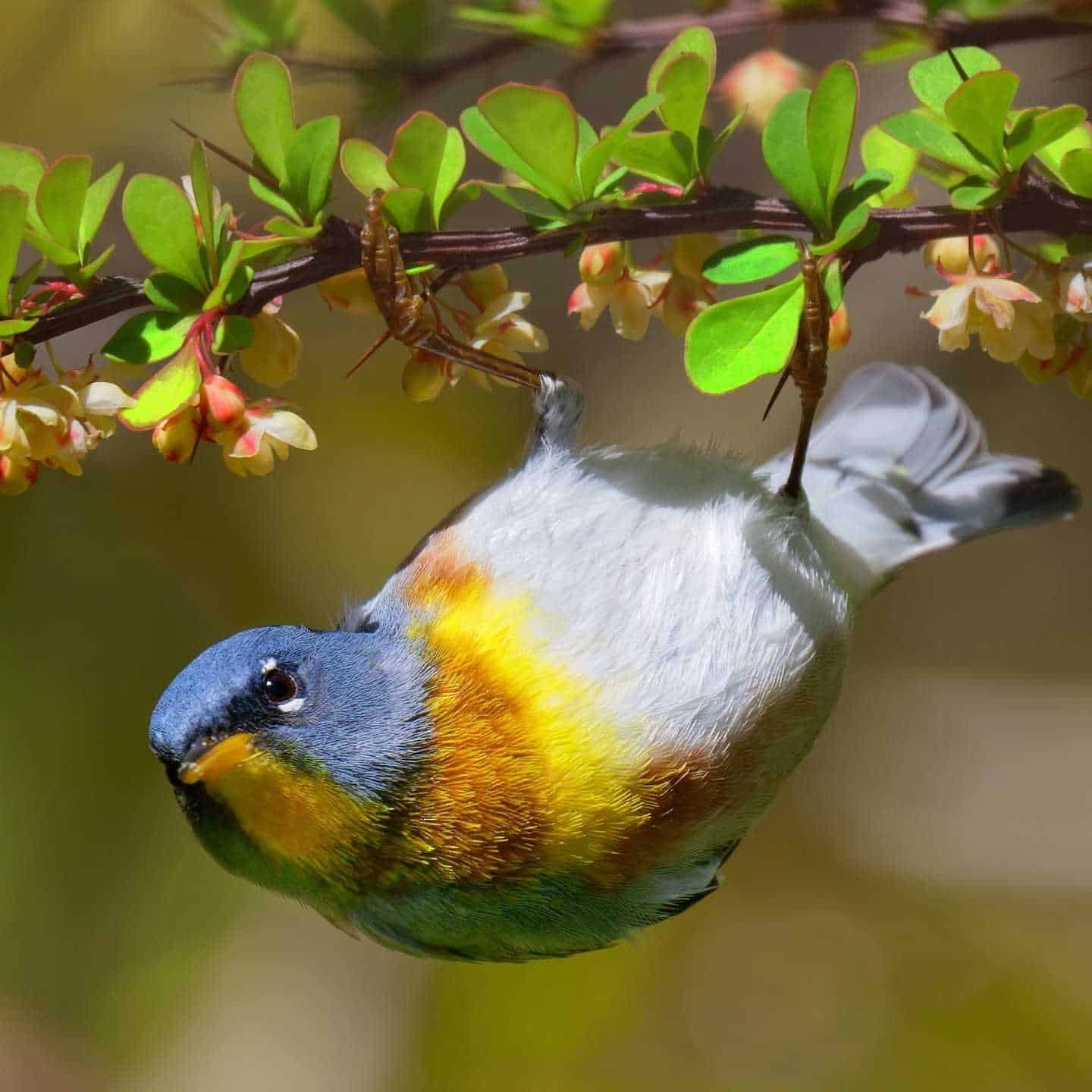 northern parula representing one of many blue colored birds in Massachussetts