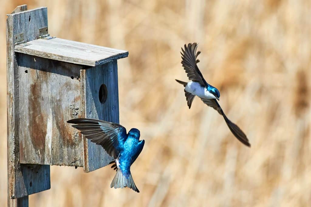 swallow birds flying around a bluebird house