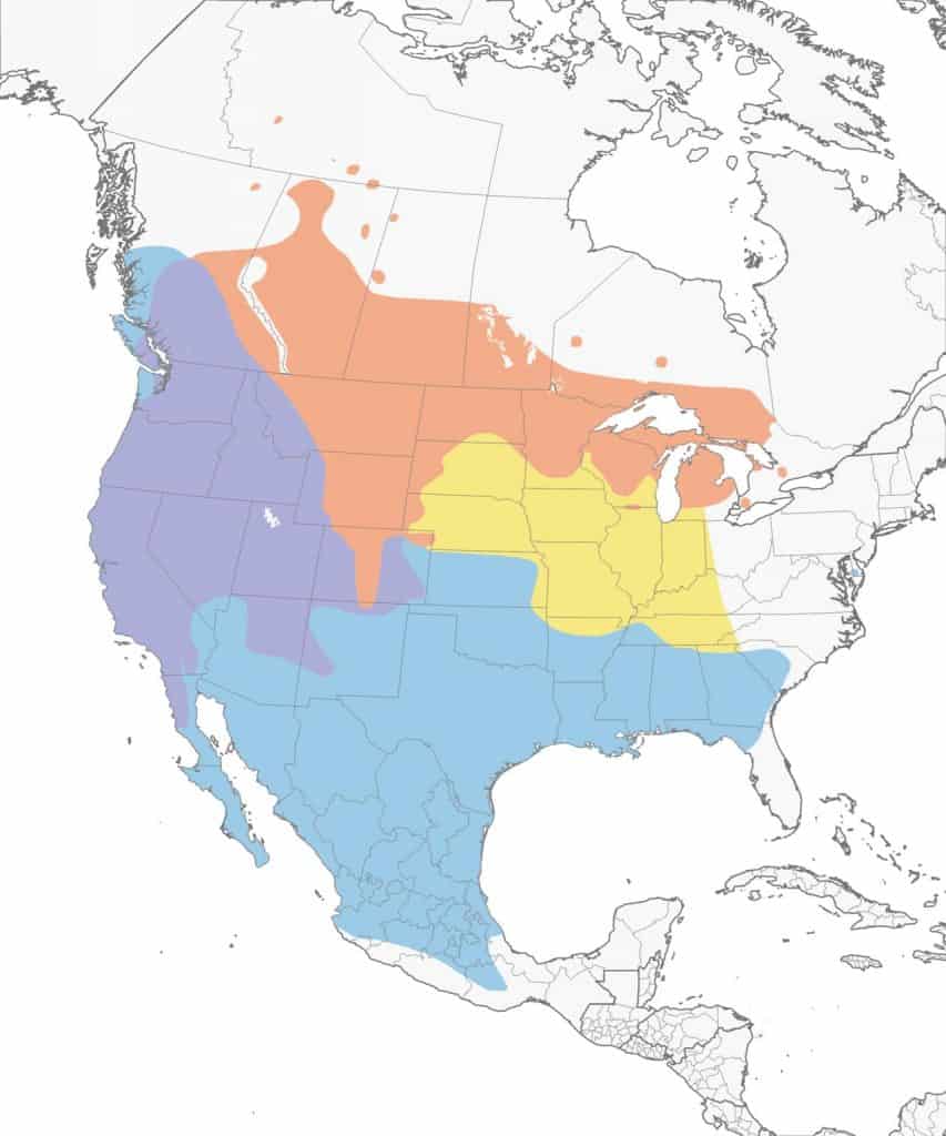 Brewer's blackbird range map.