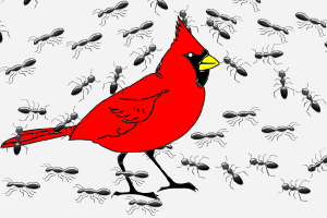 Why Cardinals Like to Cover Themselves in Ants