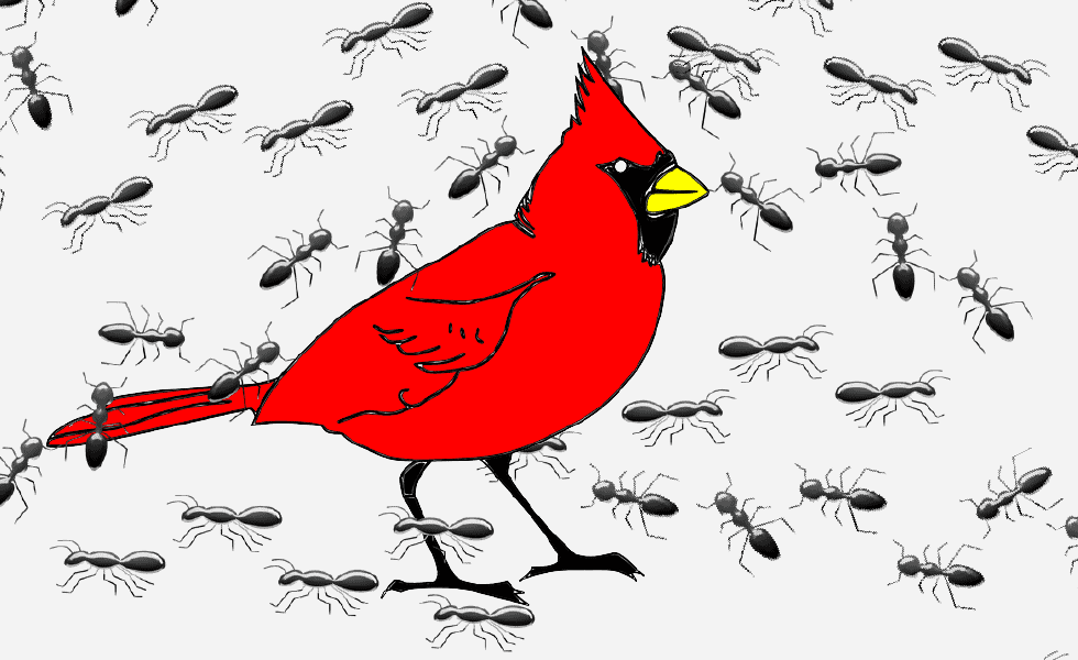 cardinal covered with ants