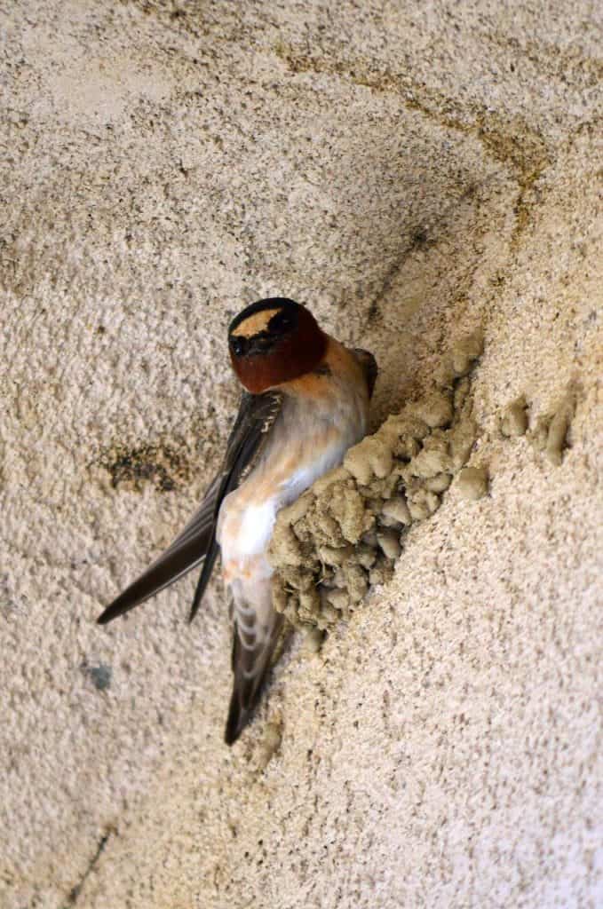 Cliff swallow perched on the edge of a cliff