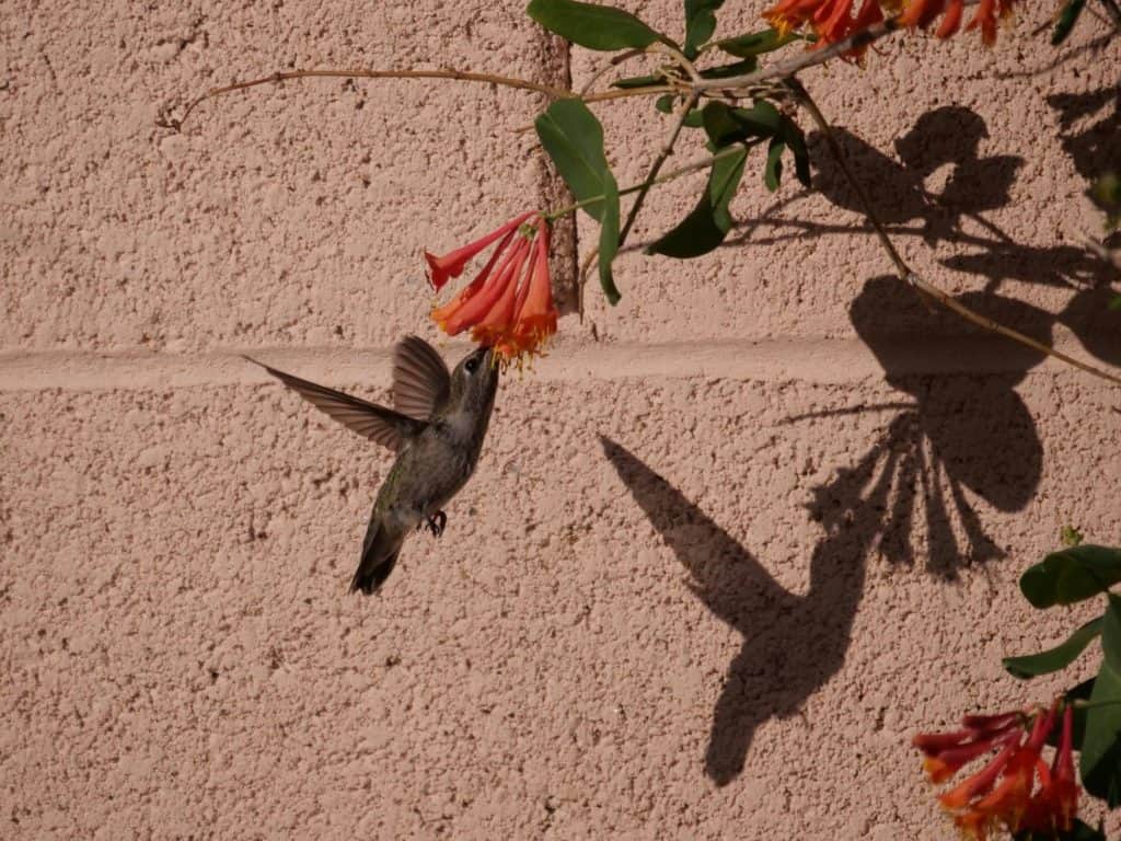 hummingbird sipping nectar from honeysuckle vine
