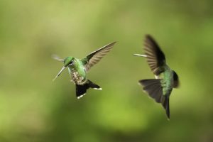 4 Startling Reasons  Hummingbirds Chase Each Other