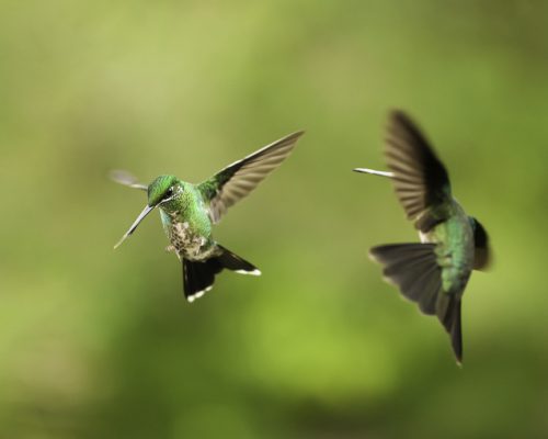 4 Startling Reasons Hummingbirds Chase Each Other
