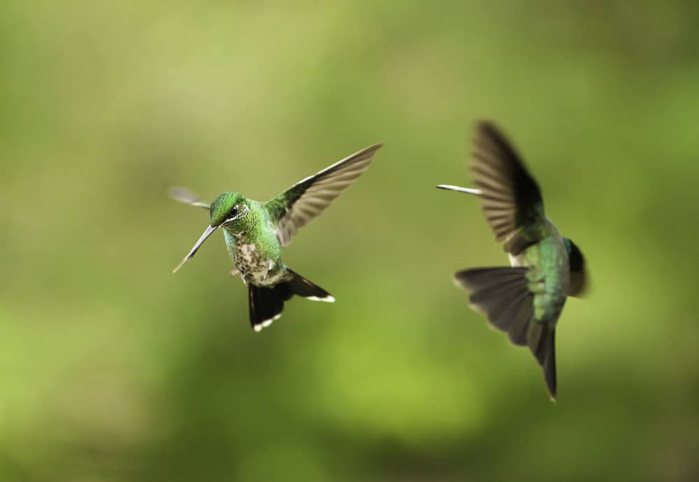 Hummingbirds chasing each other.