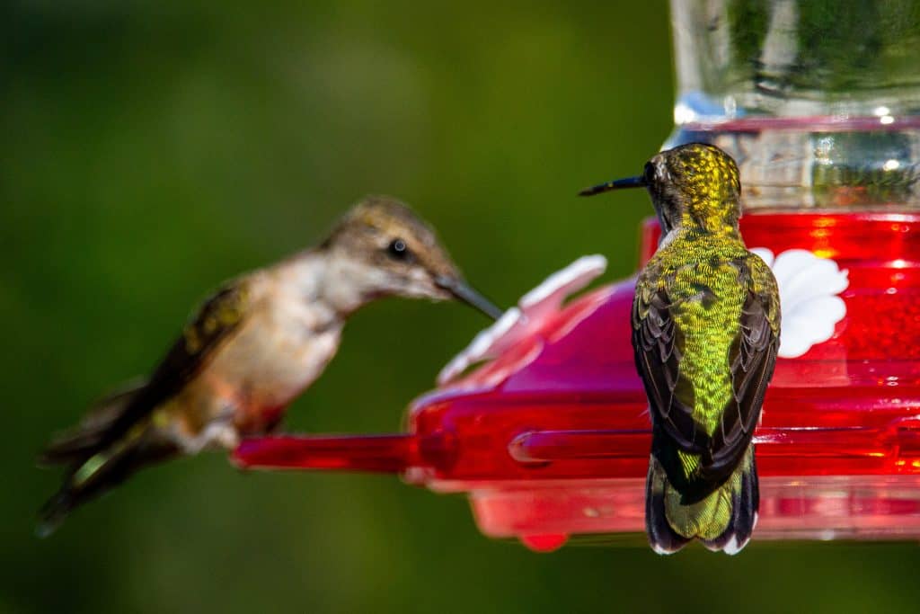 Hummingbirds sharing a feeder. 