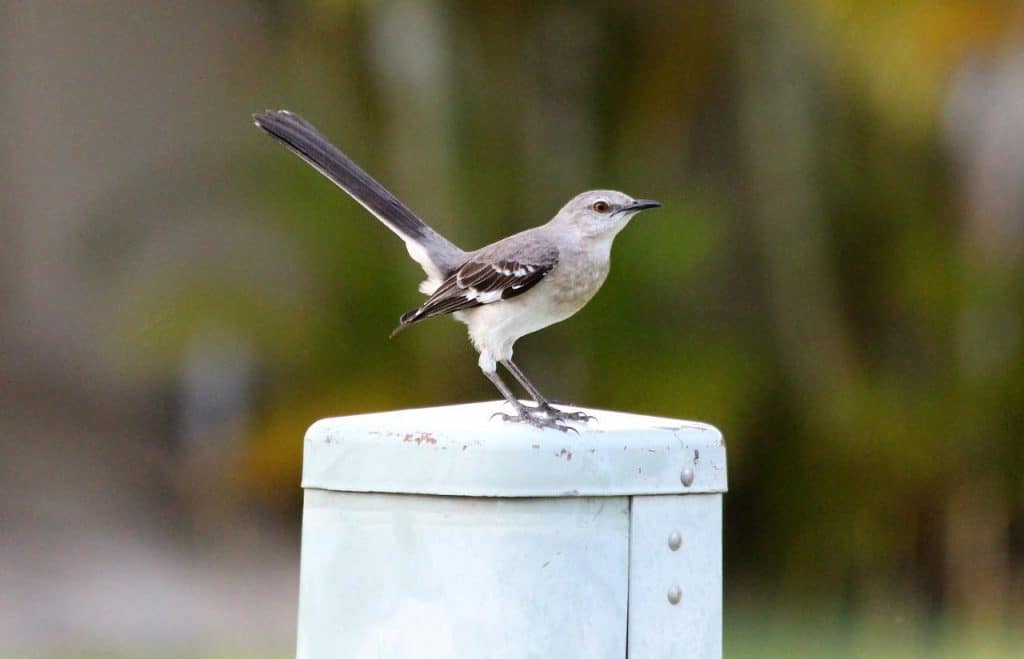 Northern mockingbird standing on an electrical box