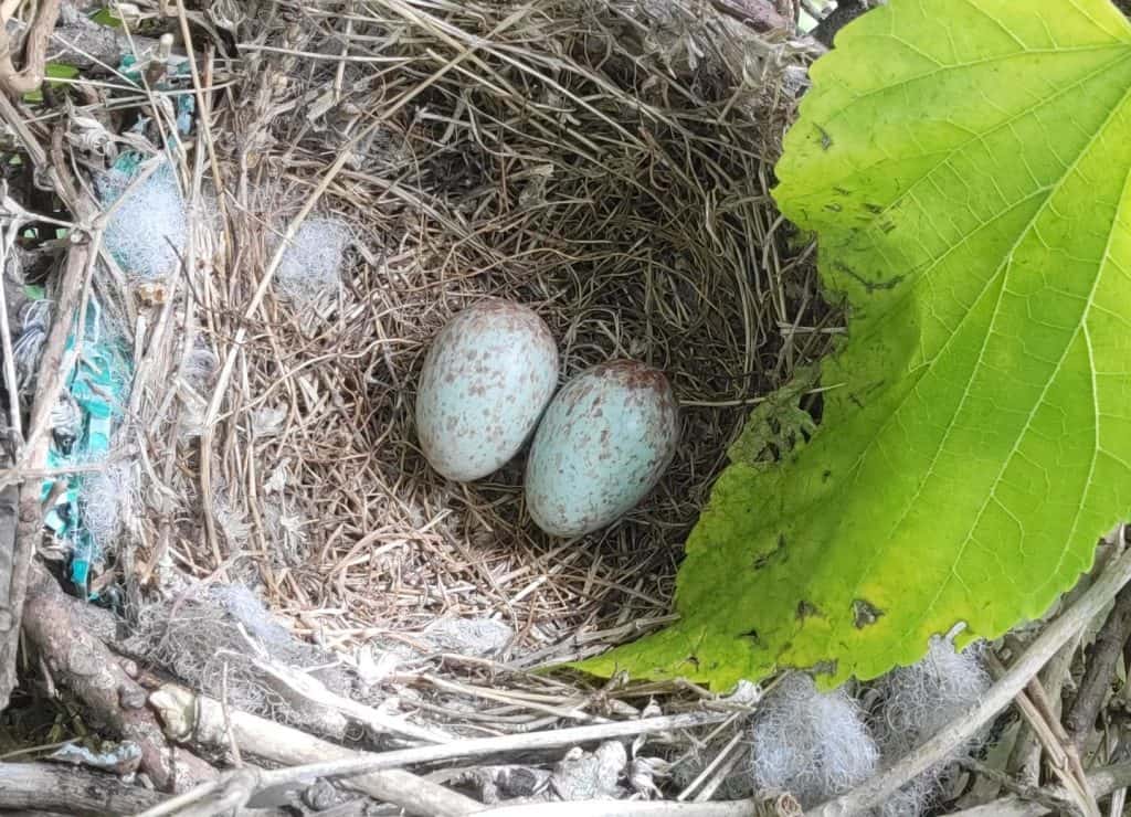 Northern mockingbird nest & its blue eggs.