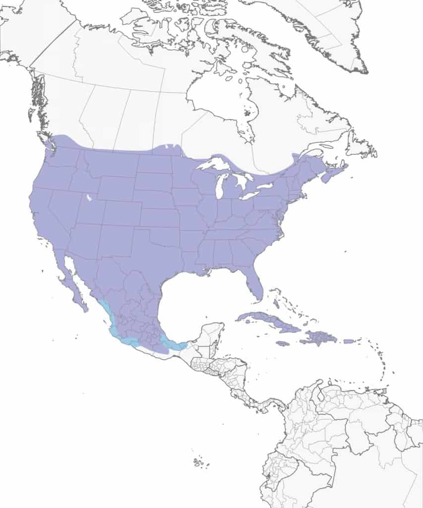 Northern mockingbird range map.