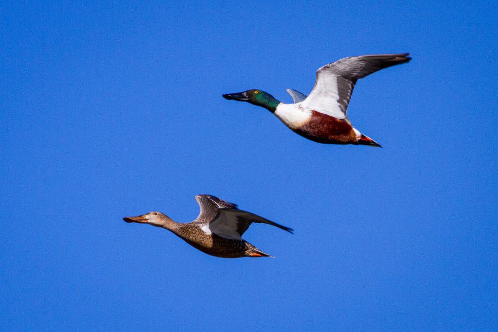 Male and female northern shovelers flying