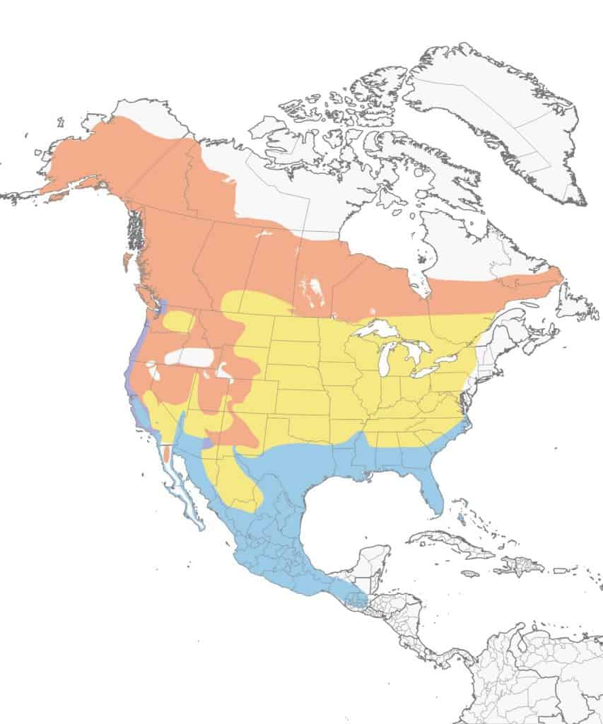 Orange-crowned warbler range map.