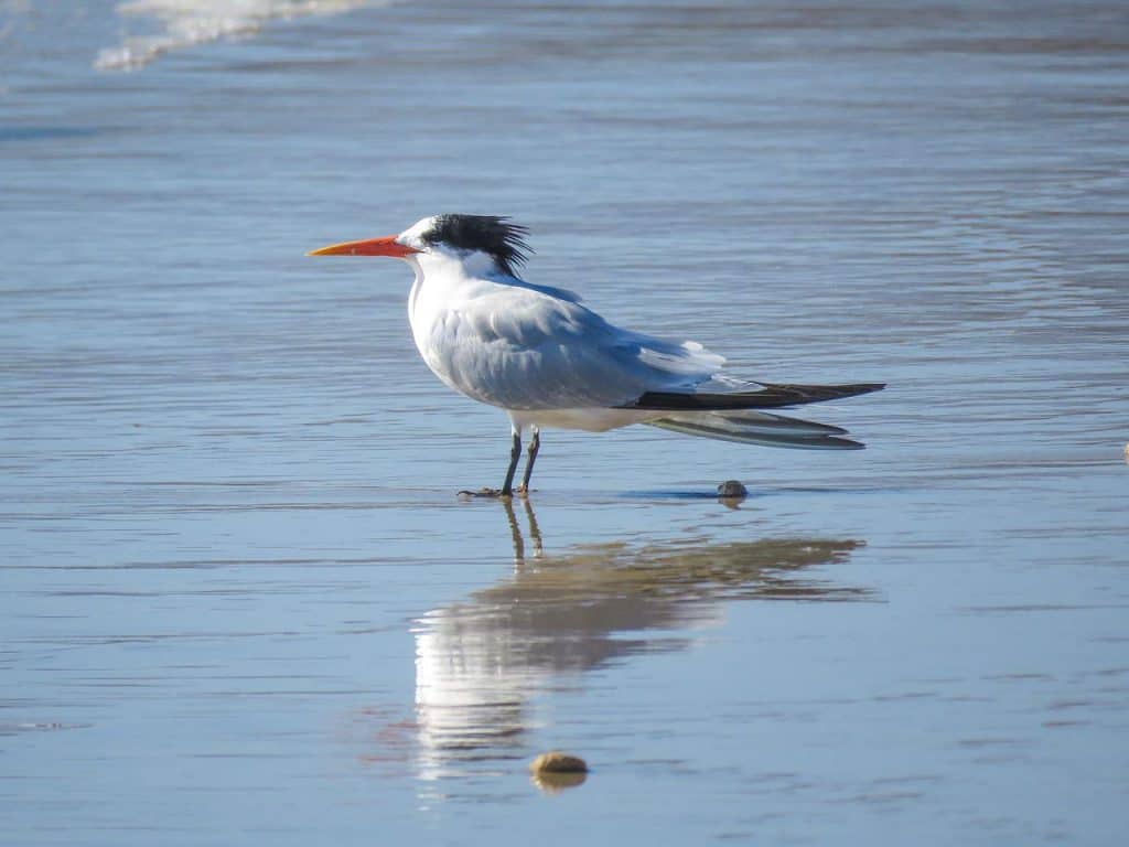 royal tern walking along beach