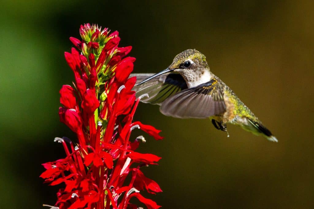 ruby throated hummingbird sipping nectar from a red cardinal flower