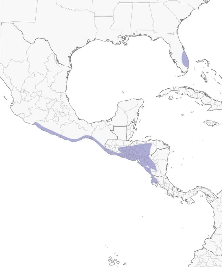 Spot-breasted oriole range map.
