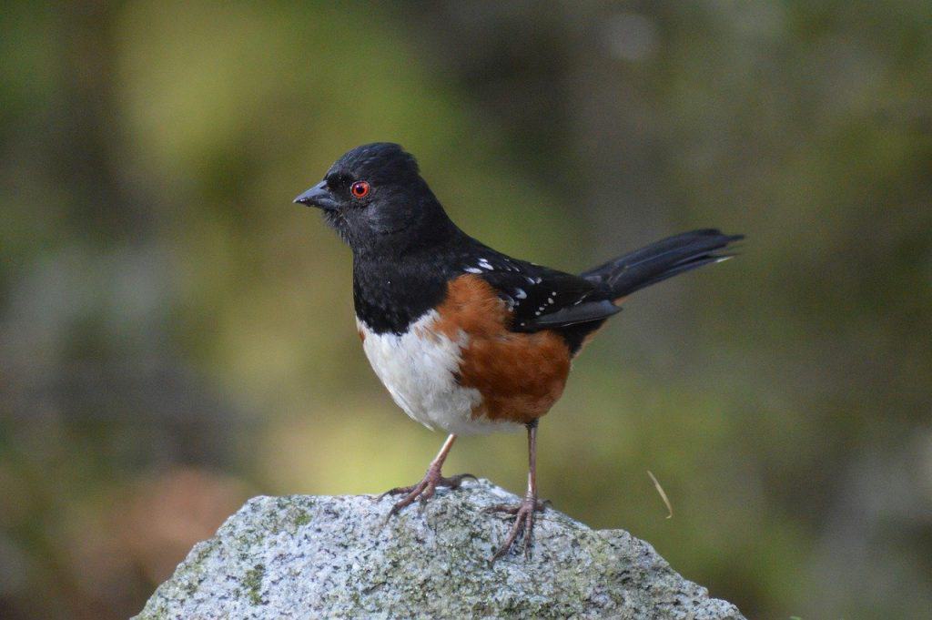 Spotted towhee perched on a rock