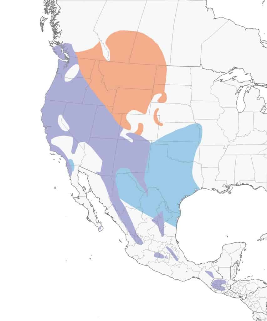 Spotted towhee range map.