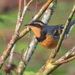 Varied thrush perched on a branch