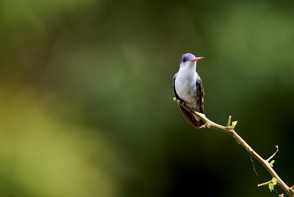 Violet-crowned hummingbird perched on a branch