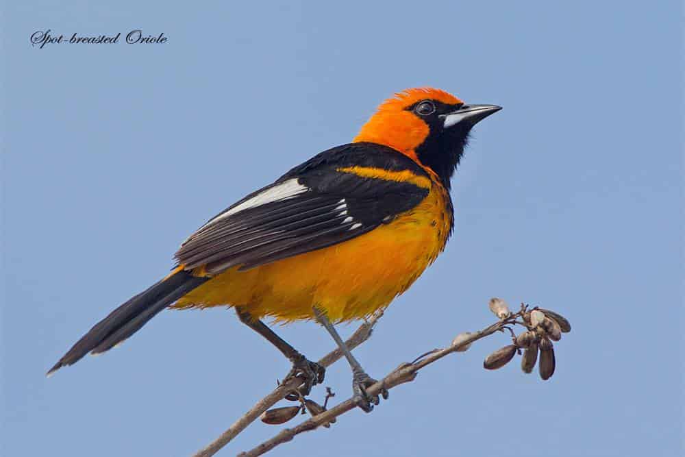 Spot-breasted oriole perched on a branch