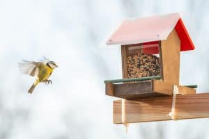 Balcony Bird Feeding: Should you do it?