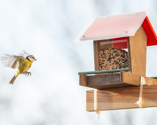The Complete Guide To Balcony Bird Feeding