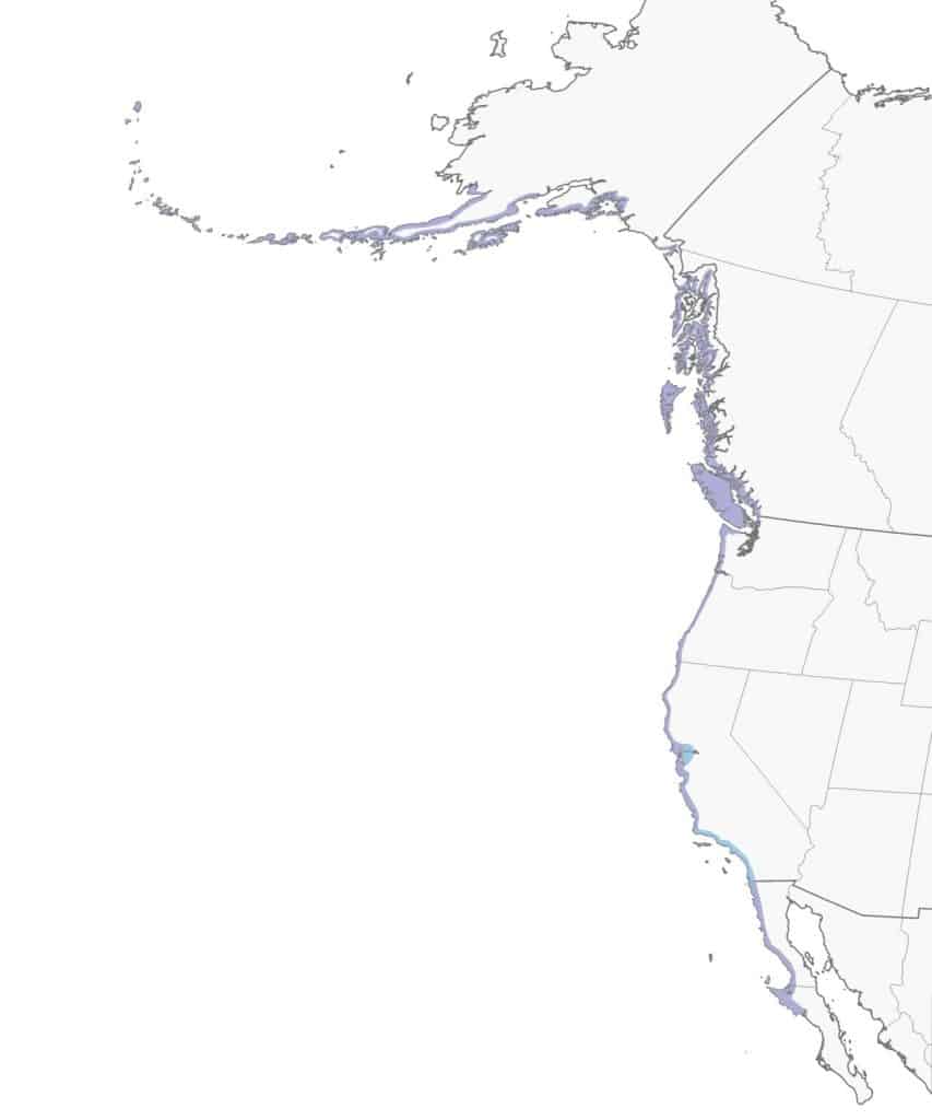 Black oystercatcher range map.