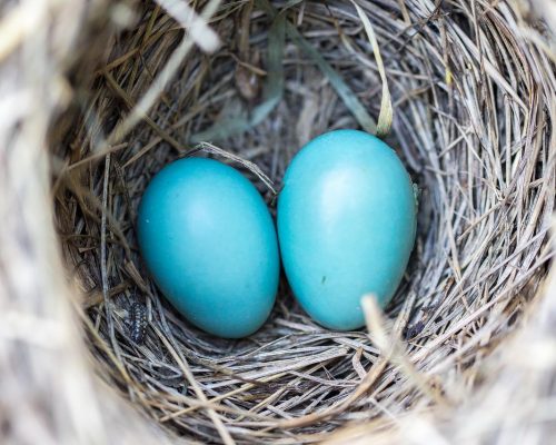 Birds that Lay Blue Eggs in North America
