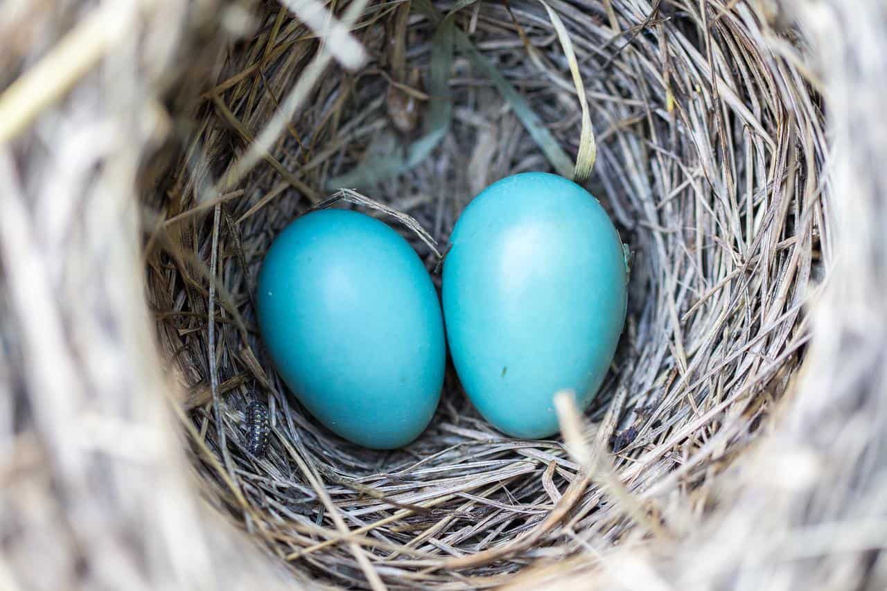 nest with 2 blue bird eggs