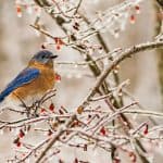 Eastern bluebird dining on berries in winter.
