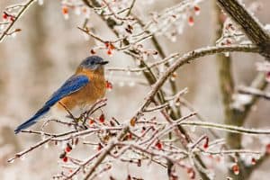 Eastern Bluebirds in Winter: How they Survive & How You Can Help