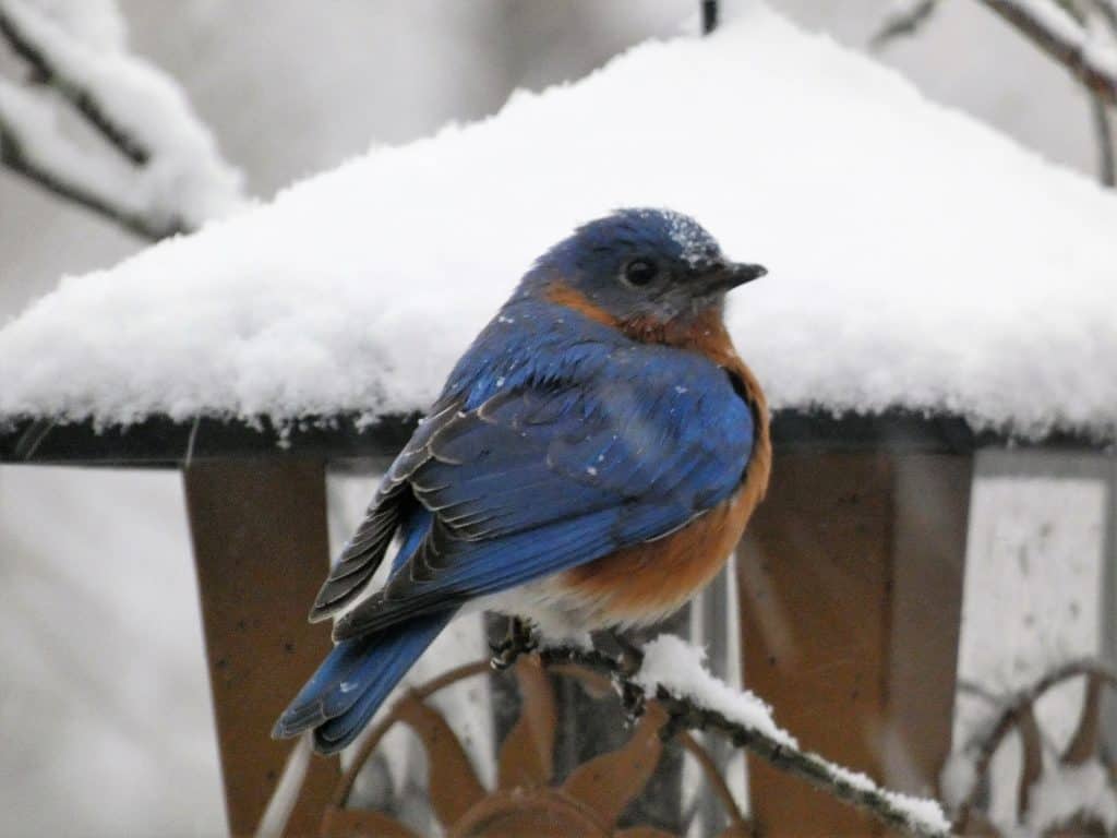 Eastern bluebird perched on a snowy branch.
