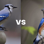 difference between bluejay and bluebird