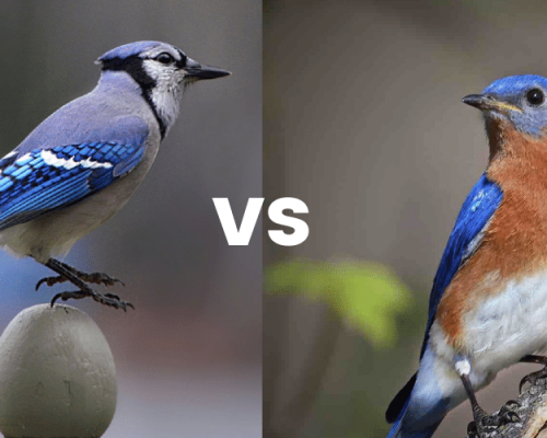 10 Key Differences Between Bluebirds & Blue Jays
