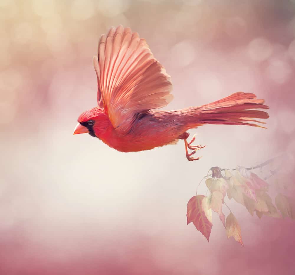 red male cardinal flying like angel