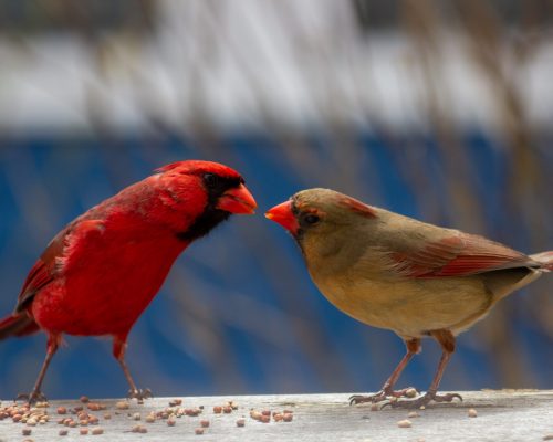 11 Reasons Cardinals Left Your Yard & What To Do About It