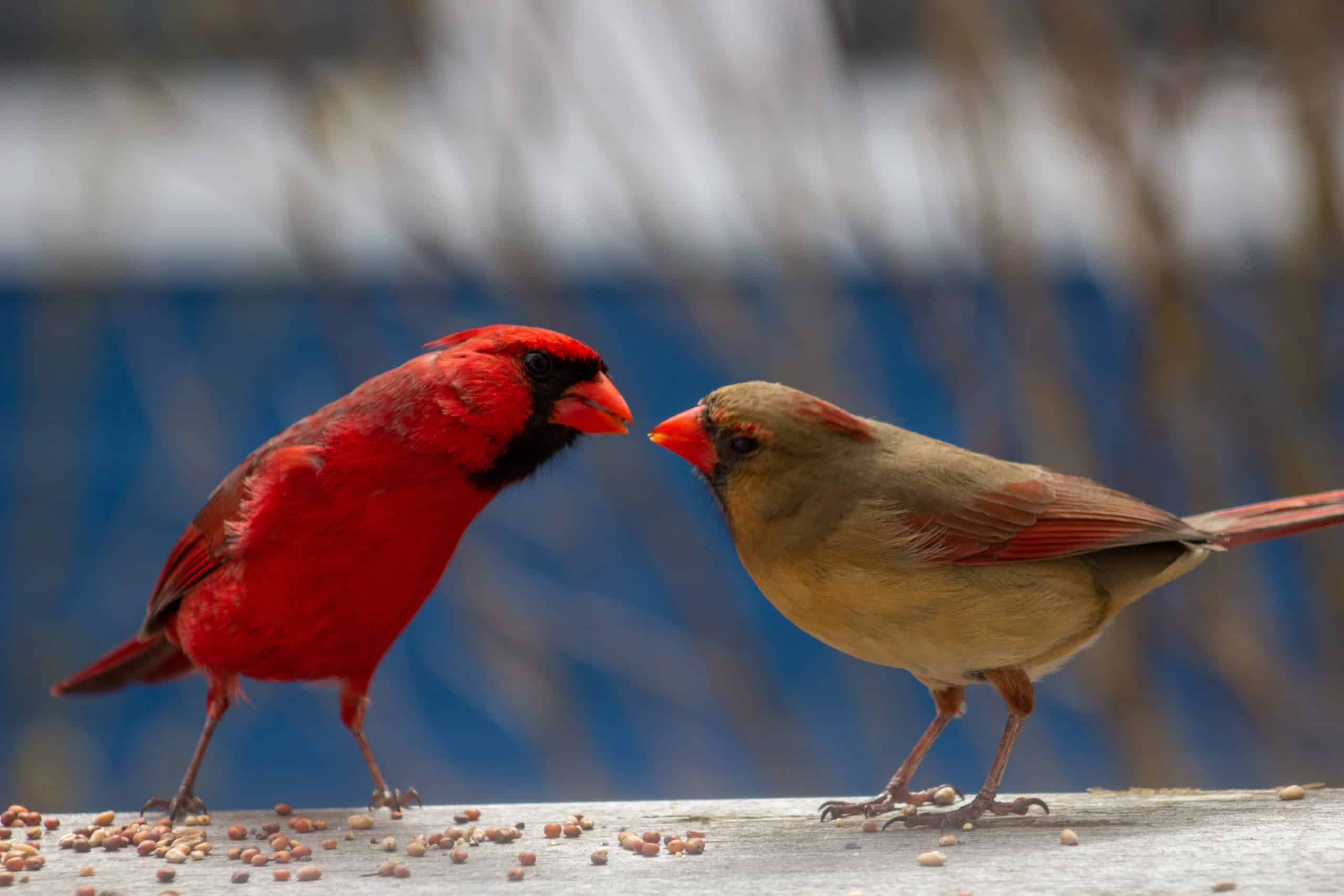 cardinal pair haven't left yard
