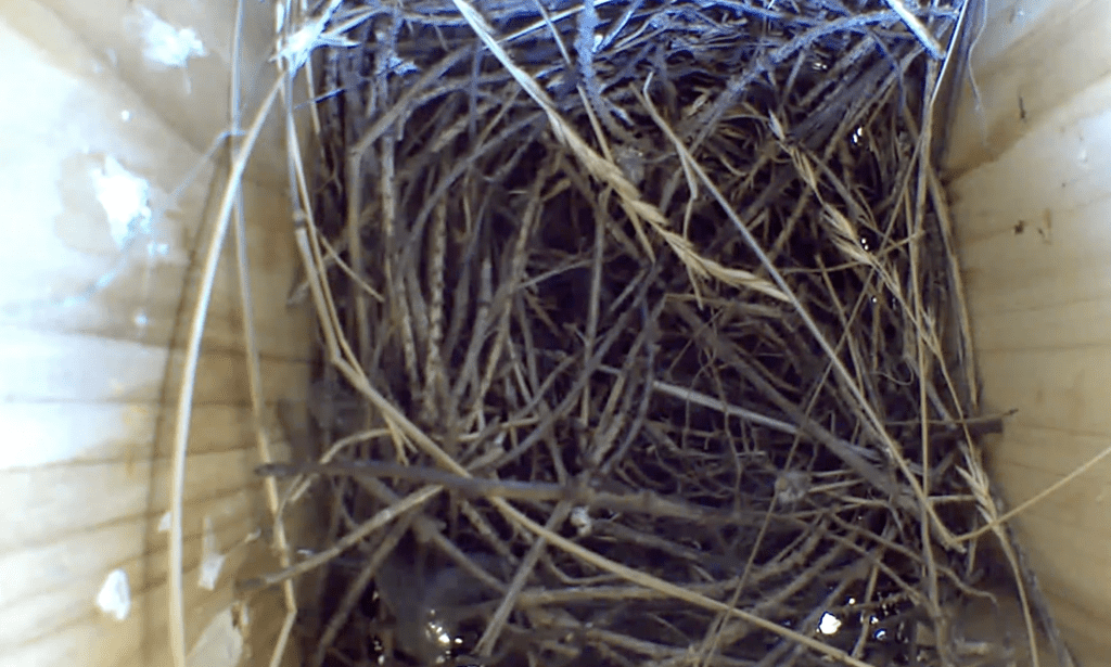 Top view of a house sparrow nest inside a nesting box