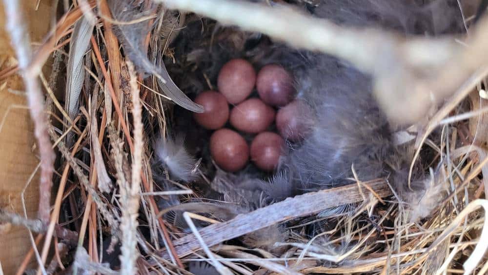 top view of house wren nest inside nesting box
