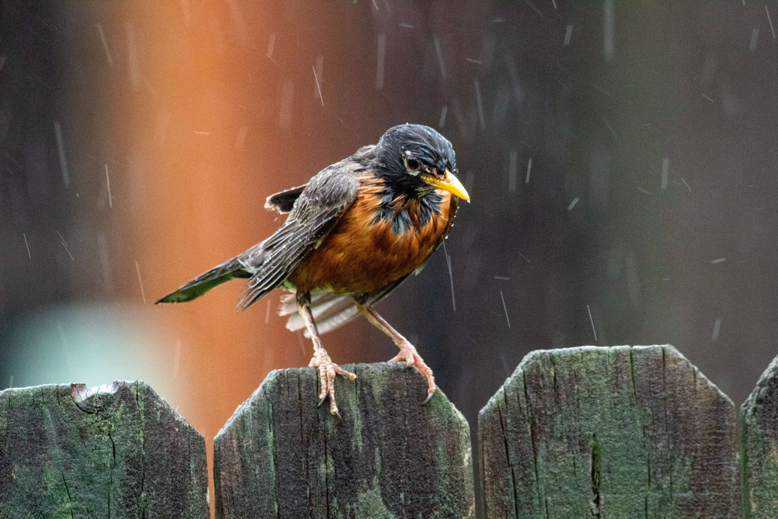 a robin bird in the rain perched on a fence