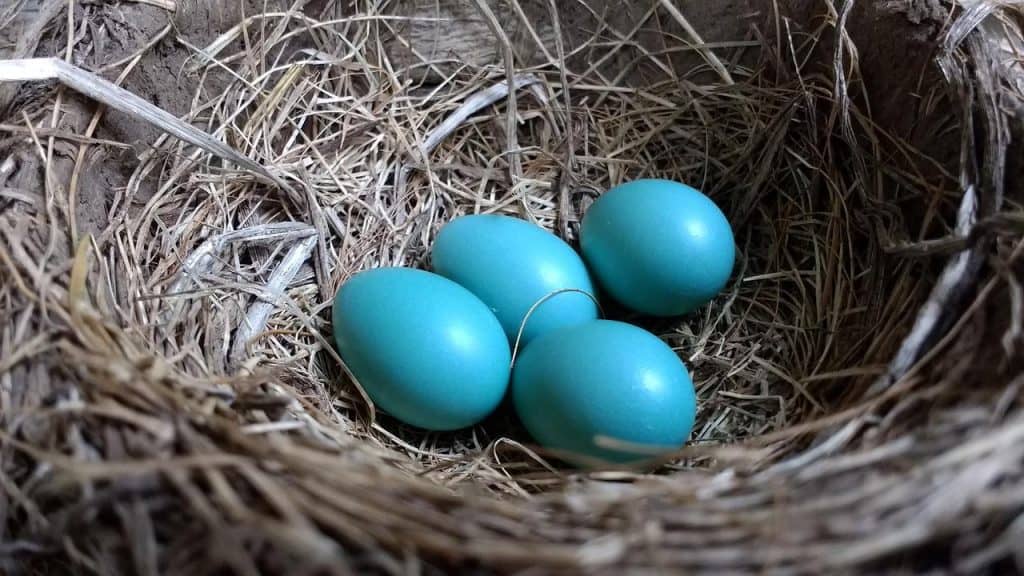 Robin's nest and 4 blue eggs